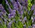 Hotel Lamego - Lamego - Accommodation in the Porto and Douro Basin